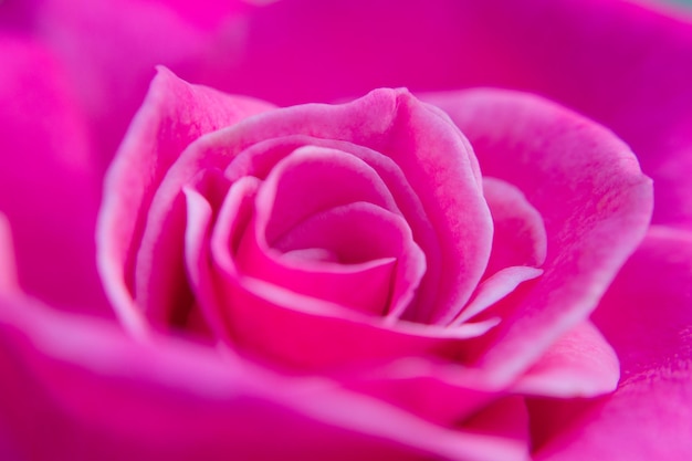 Foto close-up van een roze roosbloem