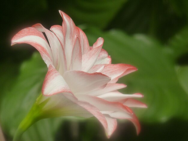 Foto close-up van een roze roosbloem