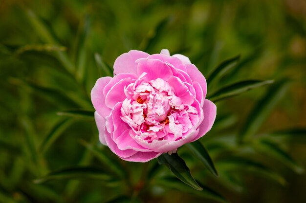 Foto close-up van een roze rozenbloem