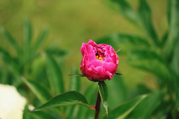 Close-up van een roze rozenbloem