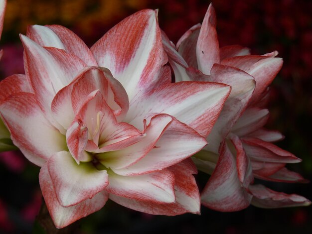 Foto close-up van een roze rozenplant