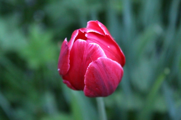 Close-up van een roze tulp die in het park groeit