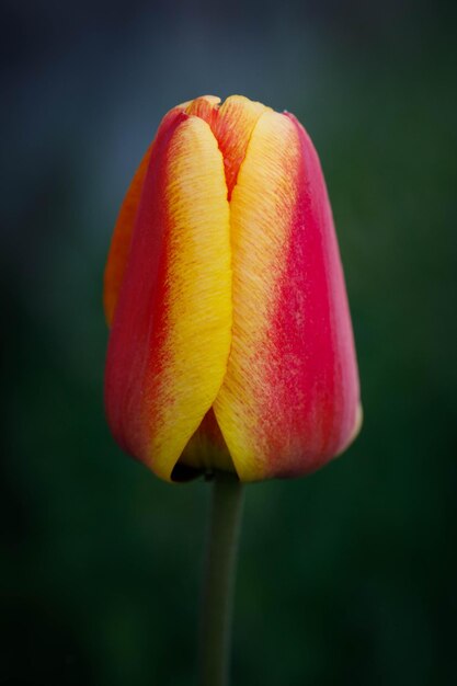 Foto close-up van een roze tulp