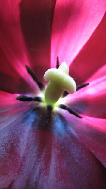 Foto close-up van een roze tulp