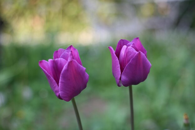 Foto close-up van een roze tulp