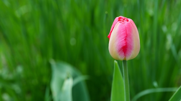 Close-up van een roze tulpenknop in de tuin