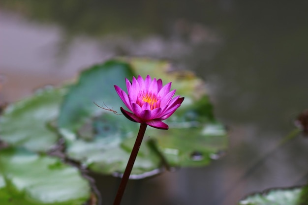 Close-up van een roze waterlelie die bloeit op een vijver