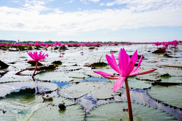 Foto close-up van een roze waterlelie in een meer