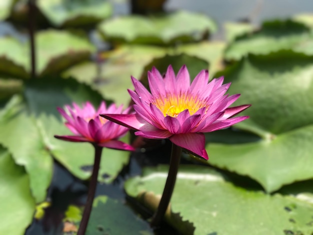 Close-up van een roze waterlelie