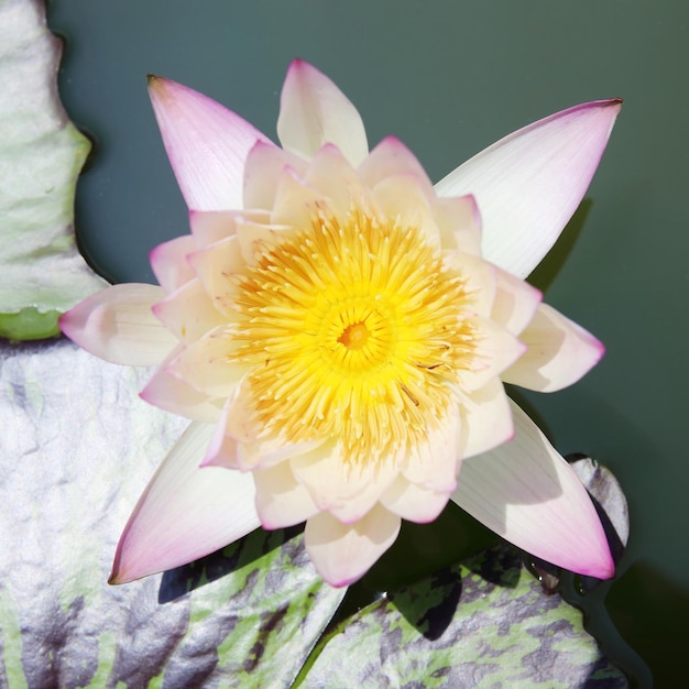 Foto close-up van een roze waterlelie
