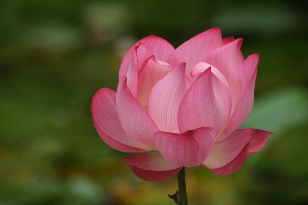 Foto close-up van een roze waterlelie