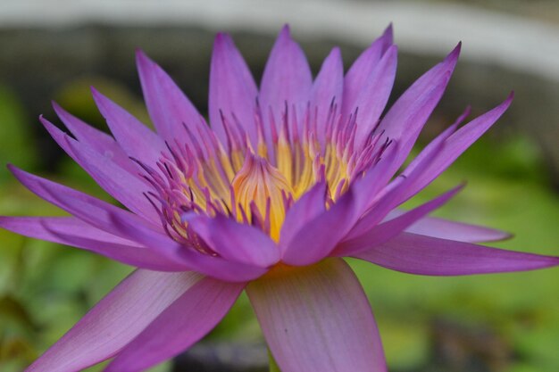 Foto close-up van een roze waterlelie