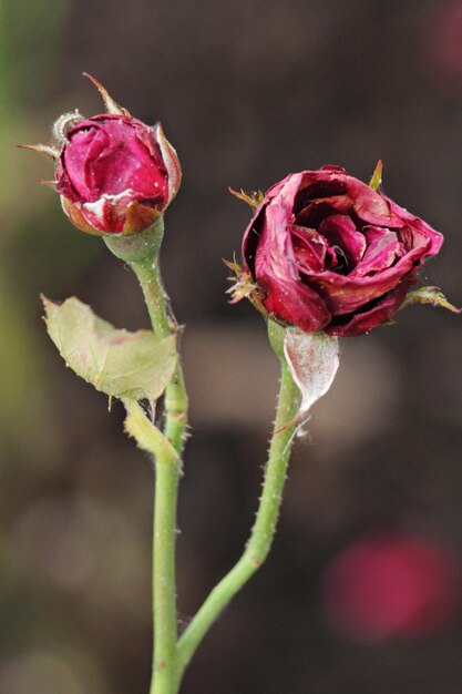 Foto close-up van een rozenbloem