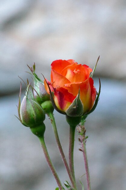 Foto close-up van een rozenbloem