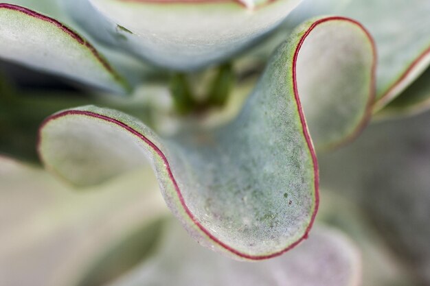 Foto close-up van een rozenbloem