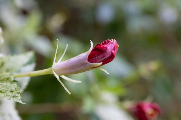 Foto close-up van een rozenbloem
