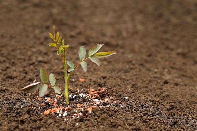 Close up van een rozenplant in vruchtbare grond met kunstmest