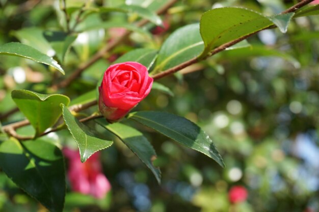 Close-up van een rozenplant