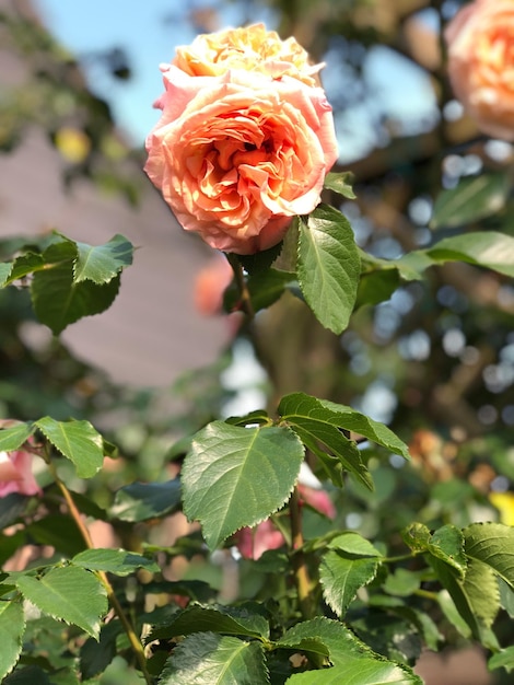 Foto close-up van een rozenplant