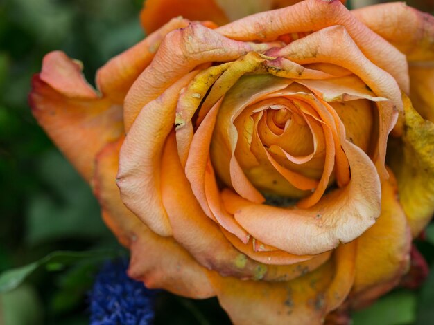 Foto close-up van een rozenplant