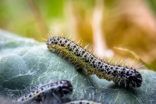 Foto close-up van een rups op een blad