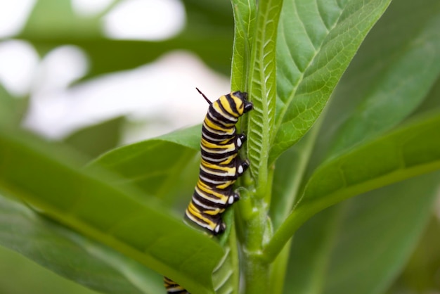 Foto close-up van een rups op een blad