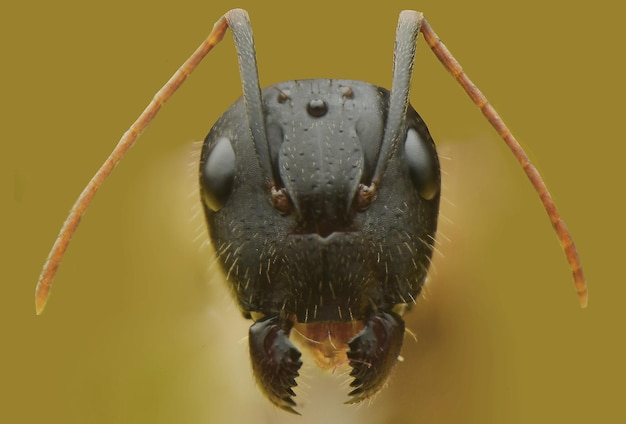 Close-up van een rups op een blad