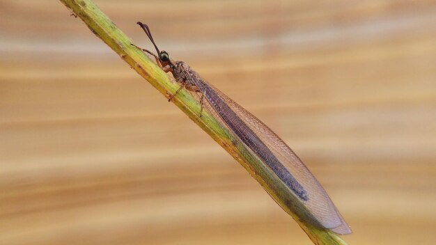 Foto close-up van een rups op een blad