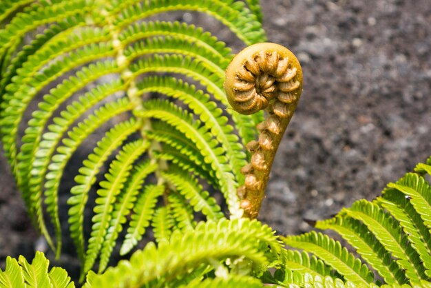 Foto close-up van een rups op een plant