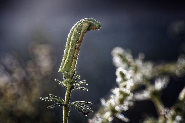 Foto close-up van een rups op een plant