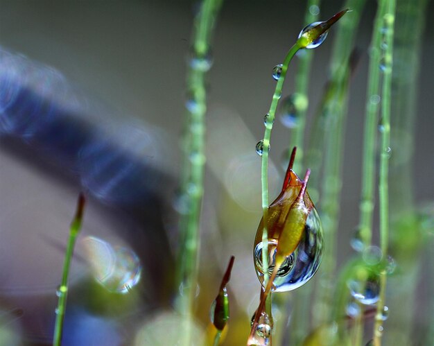 Close-up van een rups op een plant