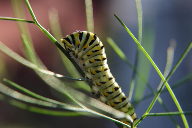 Foto close-up van een rups op een plant