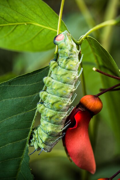 Foto close-up van een rups op een plant