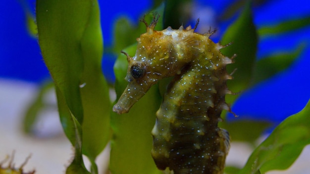 Foto close-up van een rups op een plant