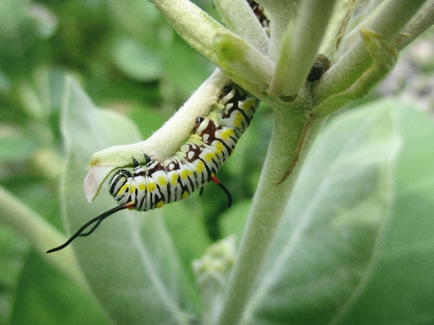 Close-up van een rups op een plant