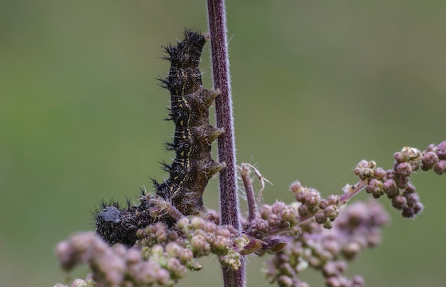 Close-up van een rups op een plant