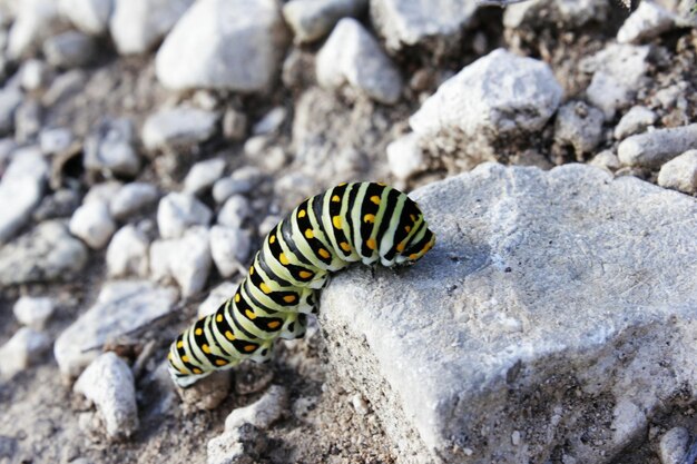 Foto close-up van een rups op een rots