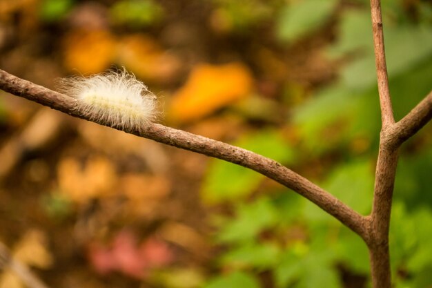 Foto close-up van een rups op een twijg in het bos