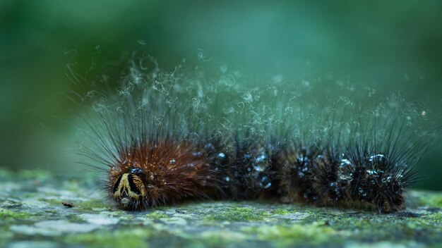 Close-up van een rups
