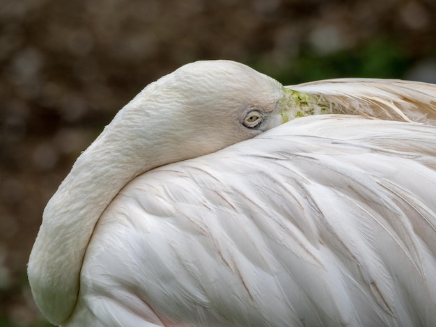 Close-up van een rustende flamingo
