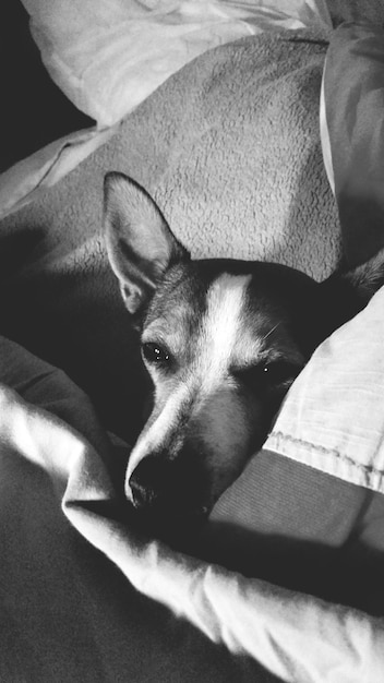 Close-up van een rustende hond