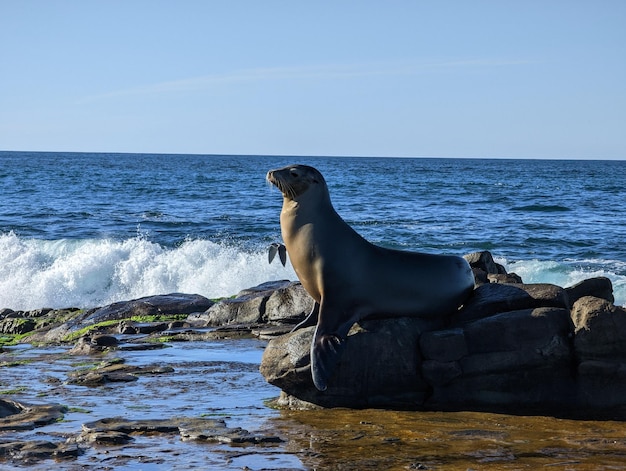 Foto close-up van een rustige en ontspannen zeeleeuw die poseert op een rots aan de pacifische kust in san diego