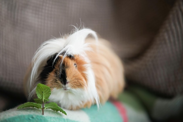 Foto close-up van een rustige hond