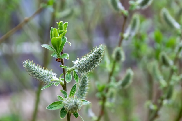 Close-up van een Salix viminalis-plant