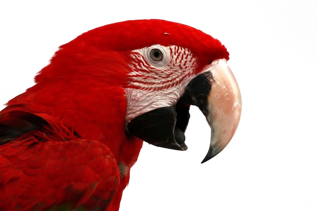 Close-up van een Scarlet Macaw van zijaanzicht Scarlet Macaw close-up hoofd