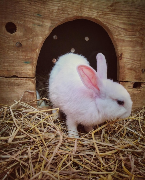 Foto close-up van een schaap