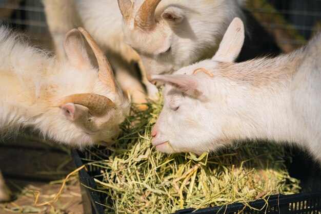 Foto close-up van een schaap