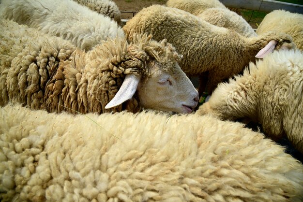 Close-up van een schaap