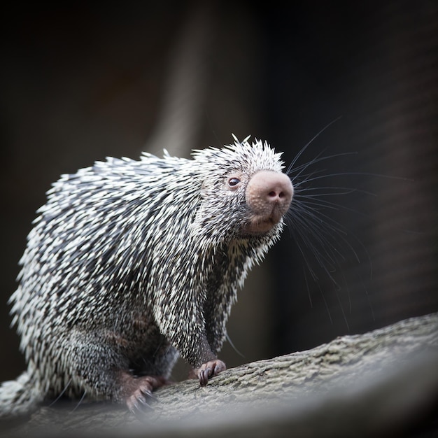 Close-up van een schattig Braziliaans Stekelvarken Coendou prehensilis ondiepe DOF