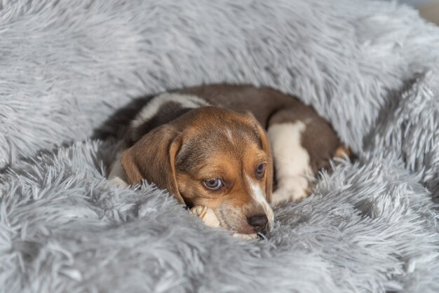 Close-up van een schattig bruin beagle-puppy dat op het bed ligt